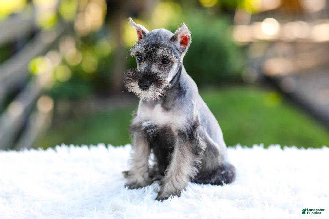 Miniature Schnauzer dogs for sale: Blaze - Image 9