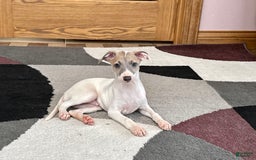 Italian Greyhound dogs for sale: Jaden - Image 5