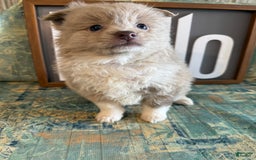 Pomeranian dogs for sale: Alex - Image 3