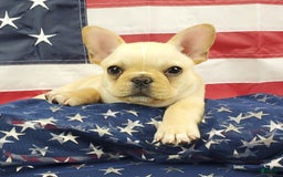 French Bulldog dogs for sale: Triumph - Image 4