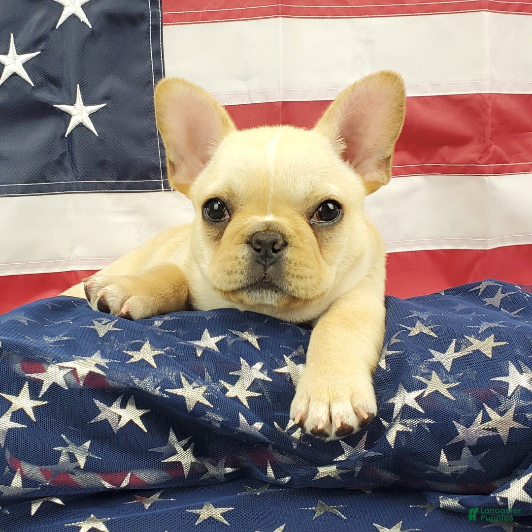 French Bulldog dogs for sale: Triumph - Image 4