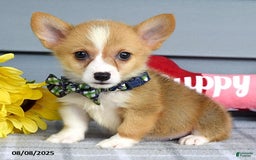 Welsh Corgi Pembroke dogs for sale: Zachary - Image 8