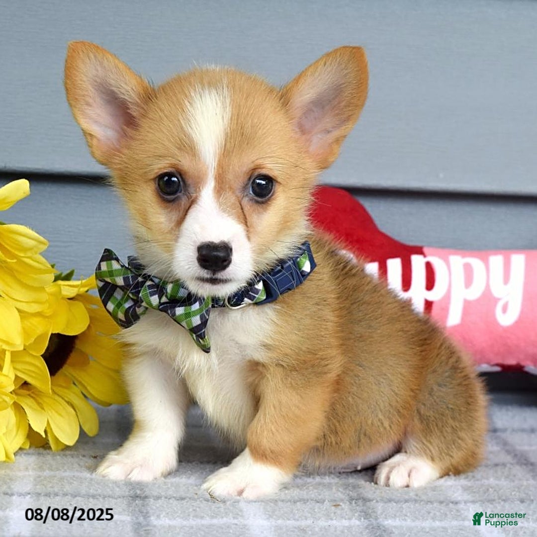 Welsh Corgi Pembroke dogs for sale: Zachary - Image 8