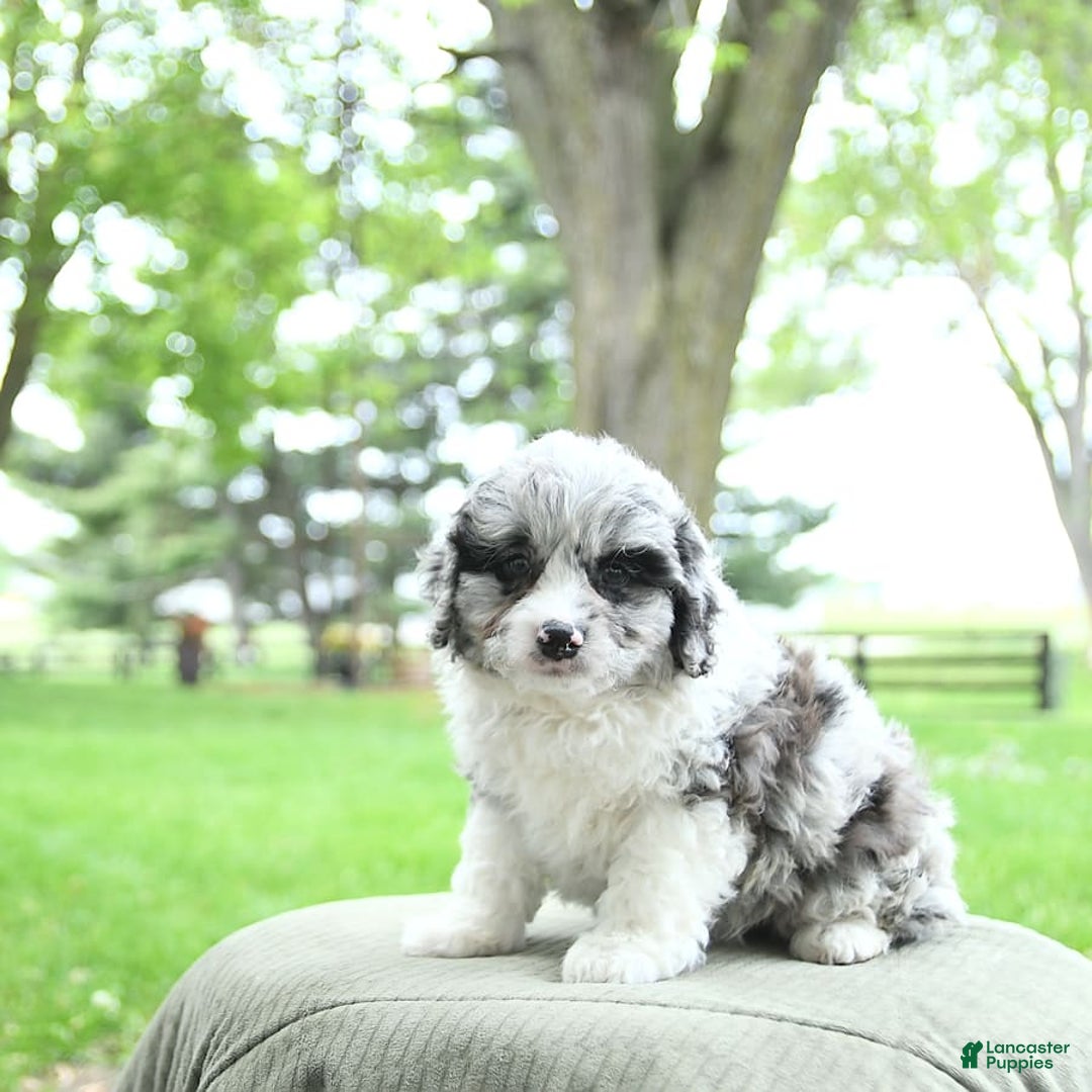 Mini Aussiedoodle dogs for sale: Atlas - Image 9