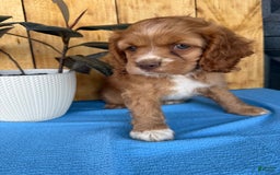 Cocker Spaniel dogs for sale: Tommy - Image 12