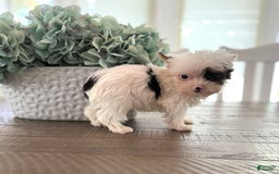 Yorkshire Terrier dogs for sale: Daniel - Image 21