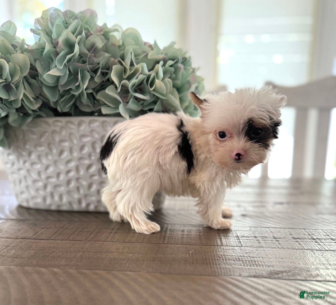 Yorkshire Terrier dogs for sale: Daniel - Image 21