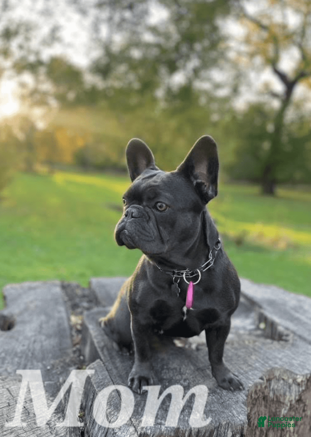 French Bulldog dogs for sale: Harley - Image 17