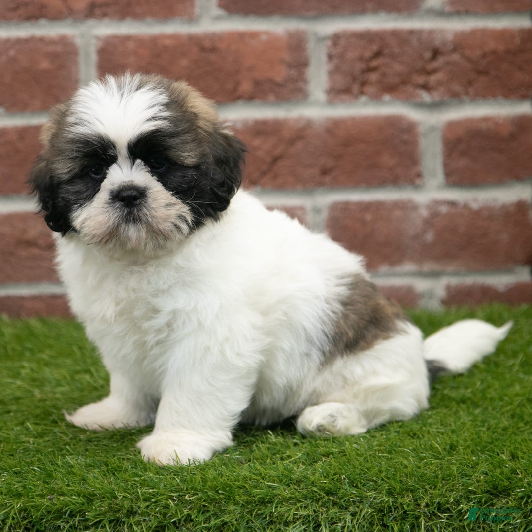 Shih Tzu dogs for sale: Tommy - Image 4