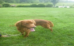 Golden Retriever dogs for sale: Rusty - Image 1