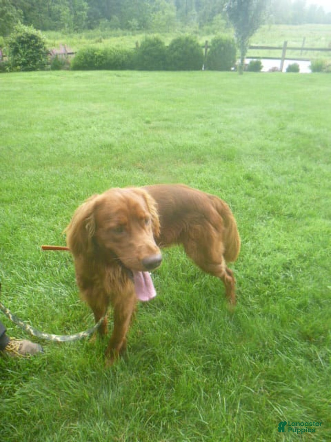 Golden Retriever dogs for sale: Rusty - Image 1