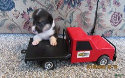 American Corgi dogs for sale: Archie - Image 2