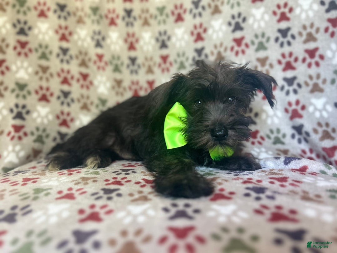 Miniature Schnauzer dogs for sale: Riot - Image 4