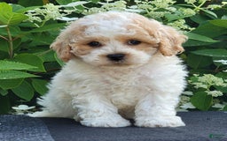 Bichpoo dogs for sale: Jet - Image 1
