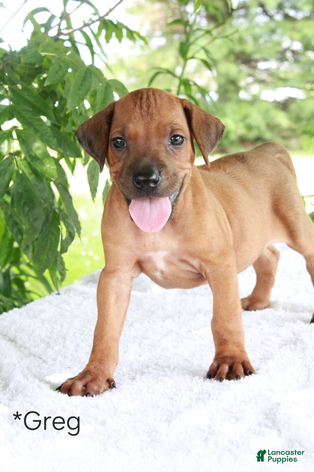 Rhodesian Ridgeback dogs for sale: Greg - Image 12