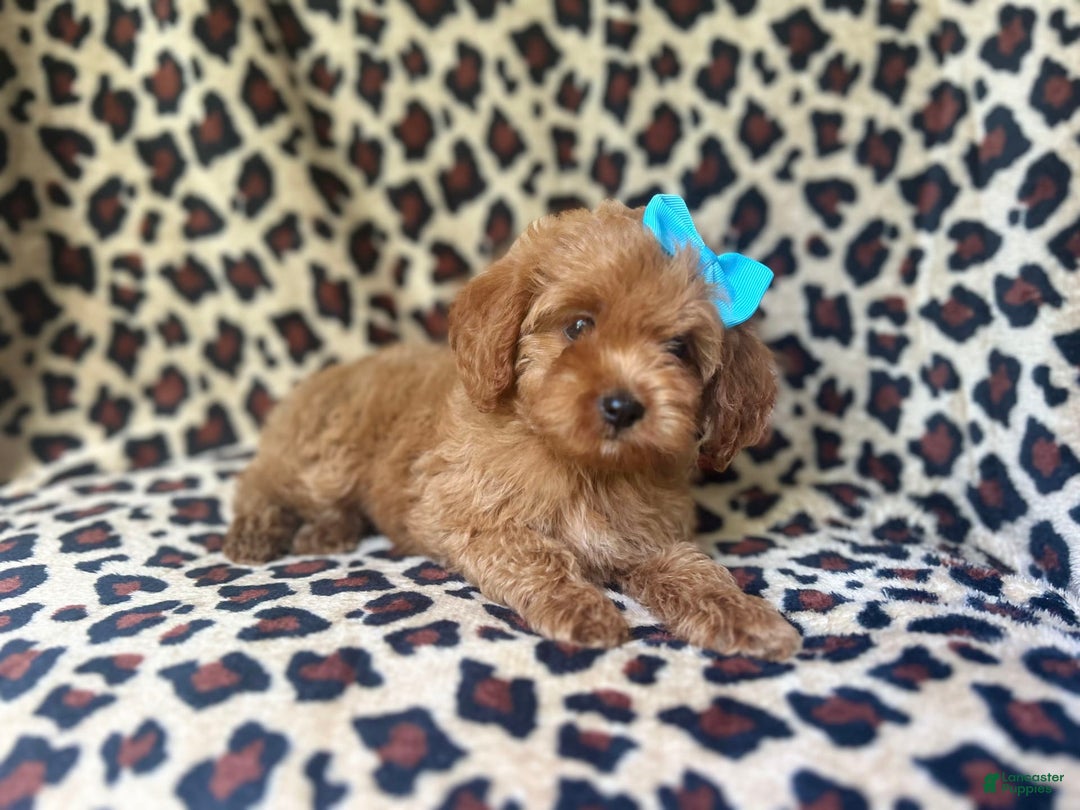 Cockapoo dogs for sale: Mango - Image 3