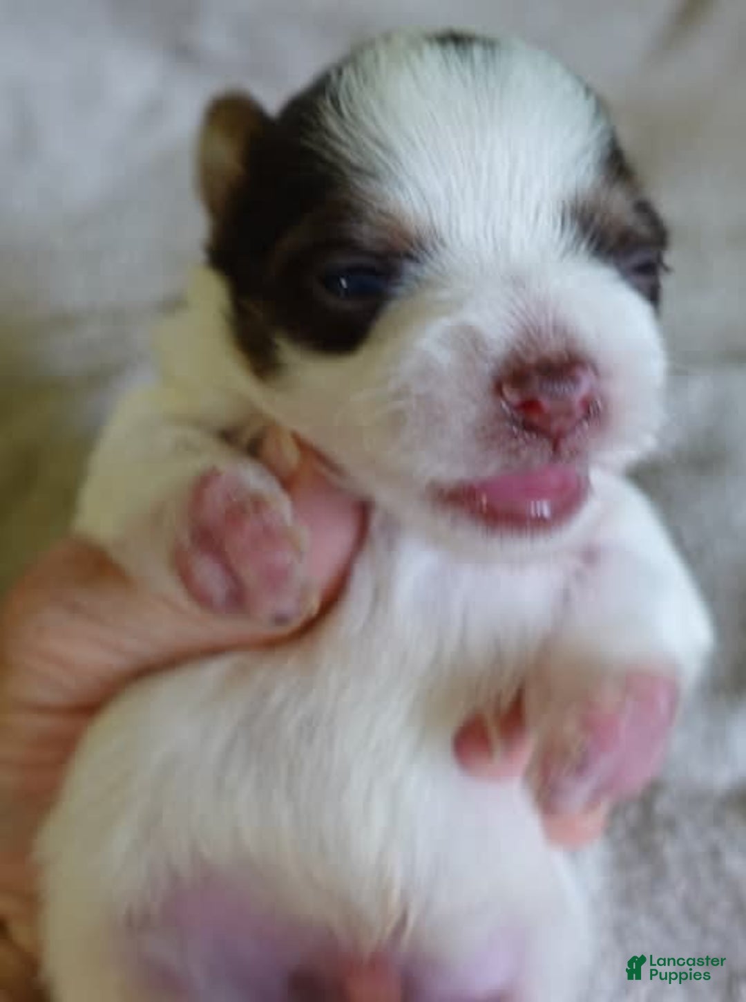 Yorkshire Terrier dogs for sale: Raleigh chocolate parti - Image 1