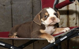 Beabull dogs for sale: Sandy - Image 4