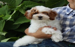 Miniature Poodle dogs for sale: Lily - Image 43