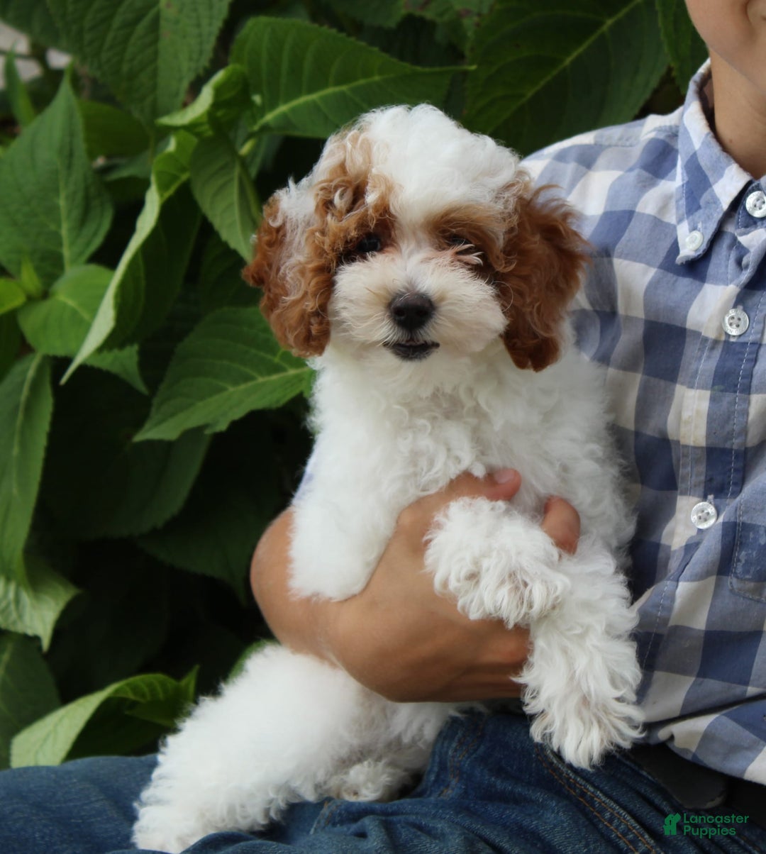 Miniature Poodle dogs for sale: Lily - Image 43