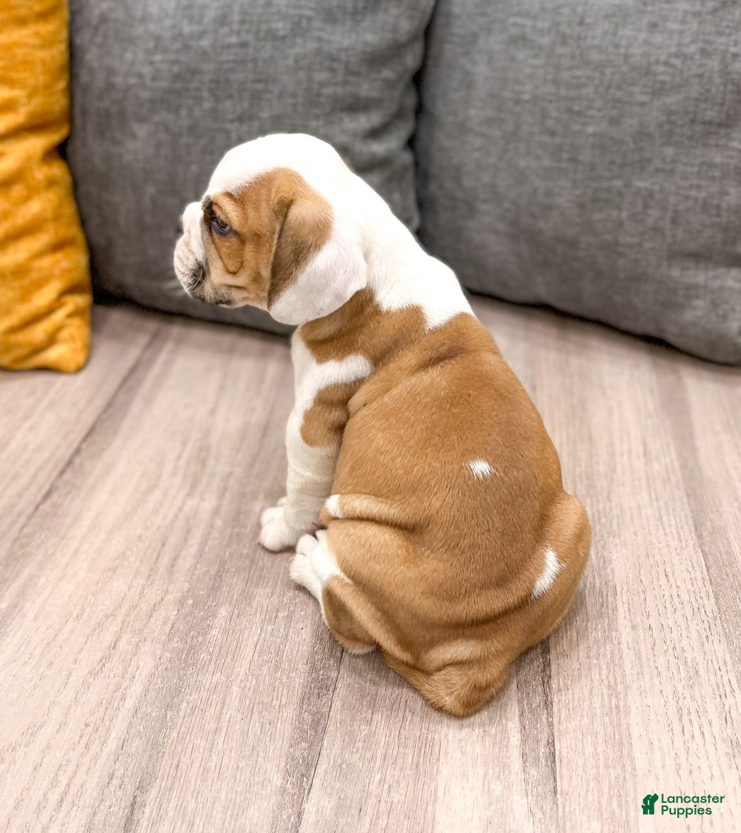 Beabull dogs for sale: Max - Image 5