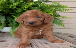 Mini Goldendoodle dogs for sale: Mini-wendy - Image 7
