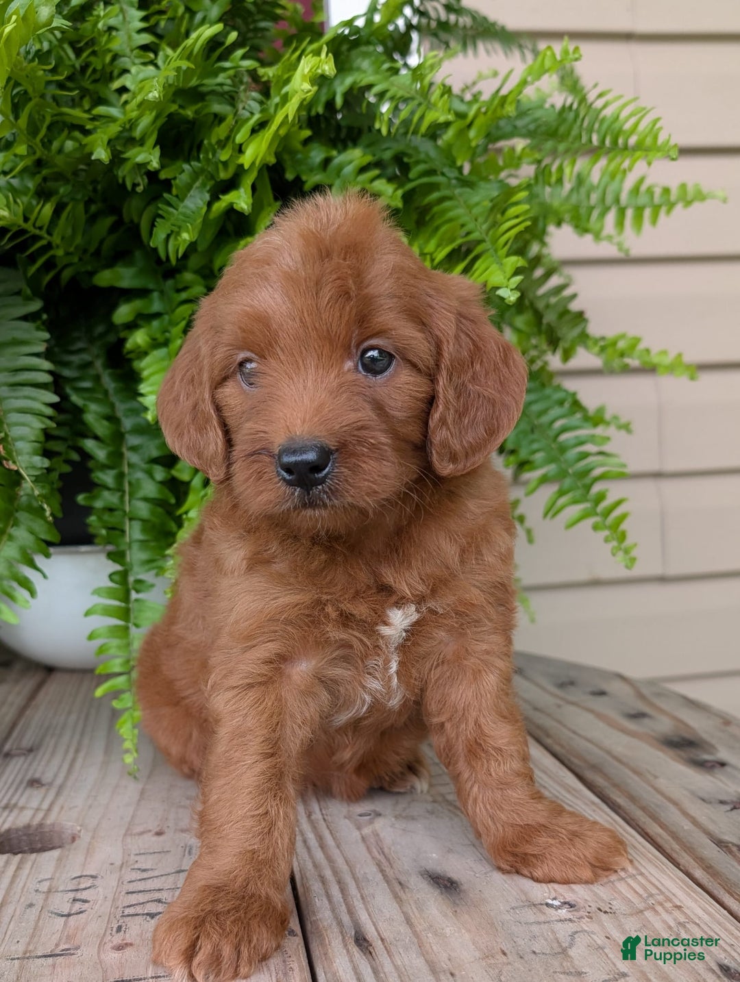Mini Goldendoodle dogs for sale: Mini-wendy - Image 7