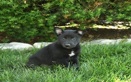 Belgian Malinois dogs for sale: Lady - Image 4