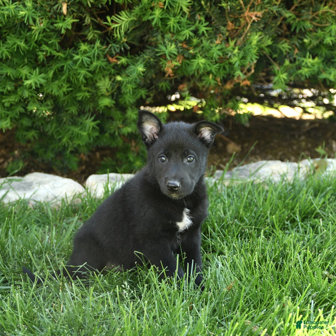 Belgian Malinois dogs for sale: Lady - Image 4