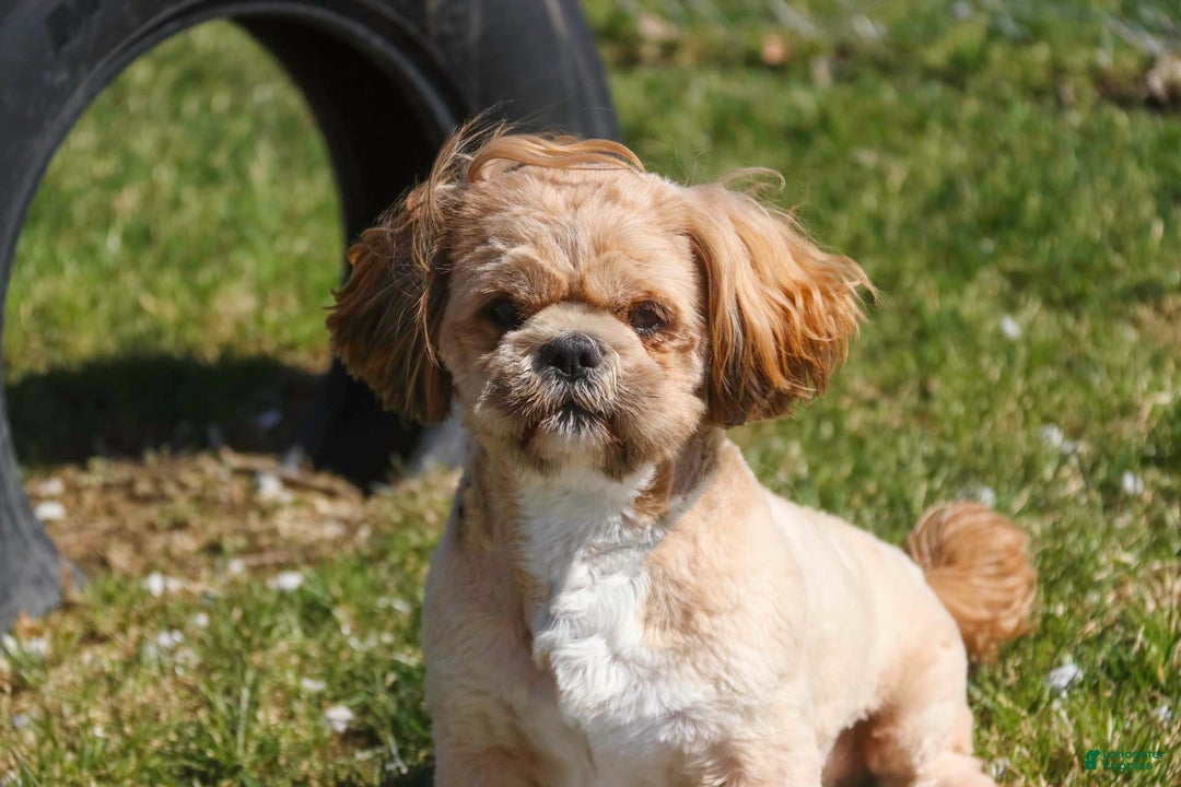 Shih Tzu dogs for sale: Brett - Image 10