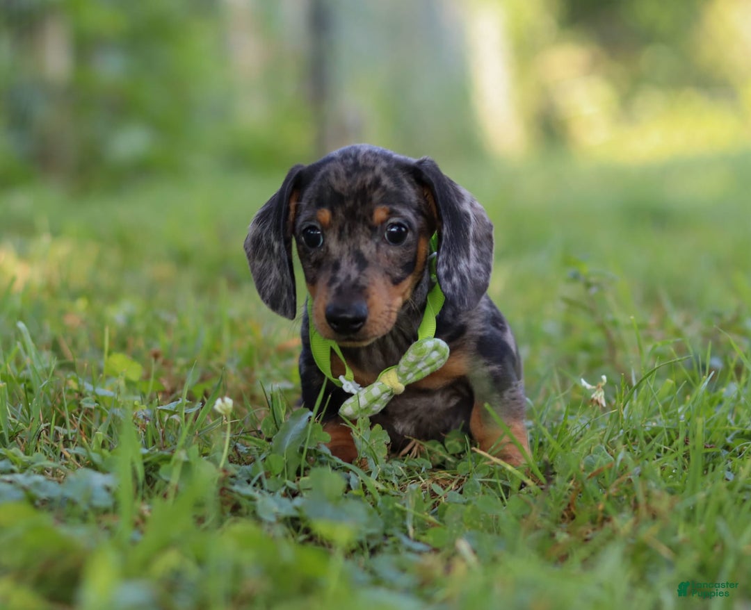 Miniature Dachshund dogs for sale: Jackson - Image 2