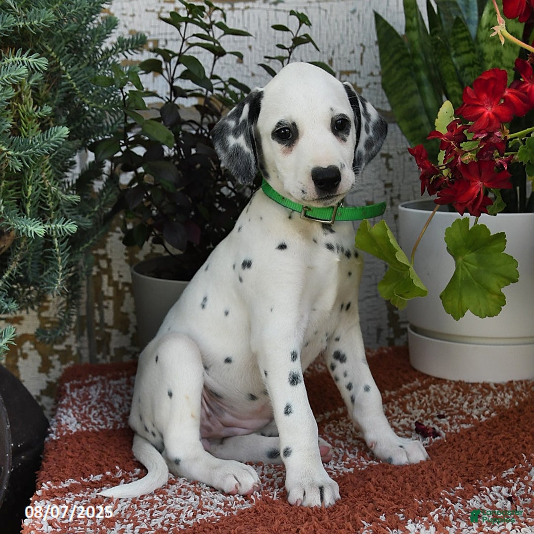 Dalmatian dogs for sale: Bella - Image 4