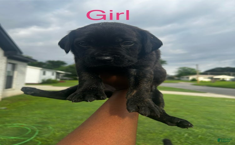 Cane Corso dogs for sale - Ad 2