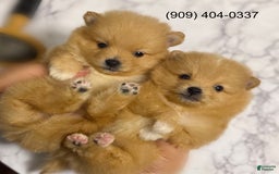 Pomeranian dogs for sale: Twins - Image 2