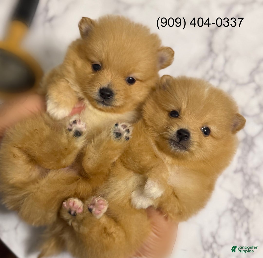 Pomeranian dogs for sale: Twins - Image 2