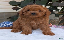 Cavapoo dogs for sale: Remi - Image 13