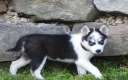 Pomsky dogs for sale: Fiesty Girl - Image 3