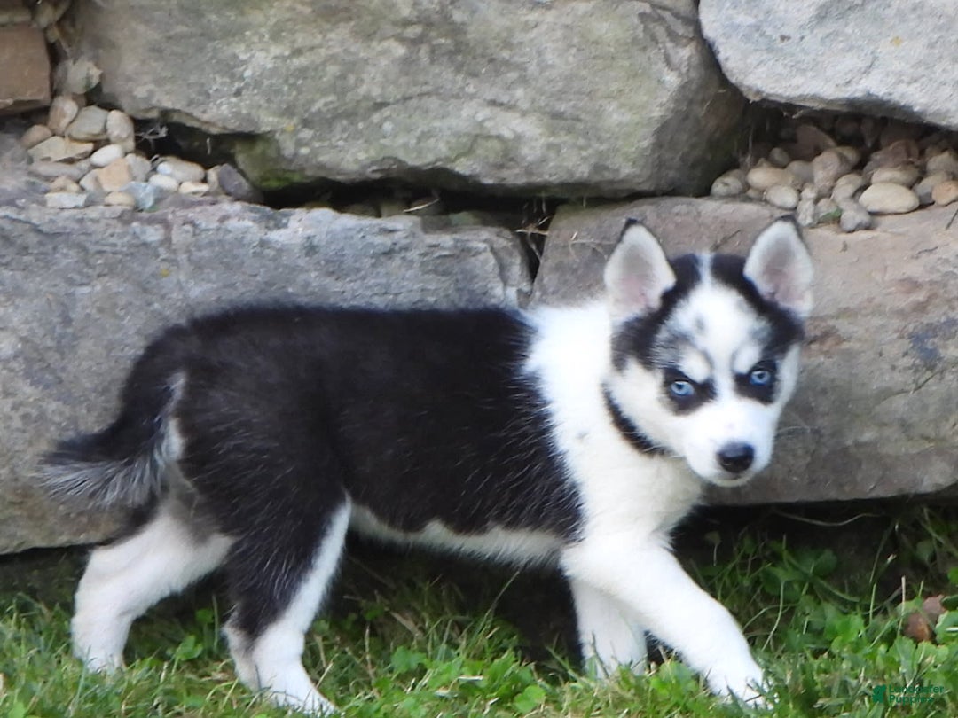 Pomsky dogs for sale: Fiesty Girl - Image 3