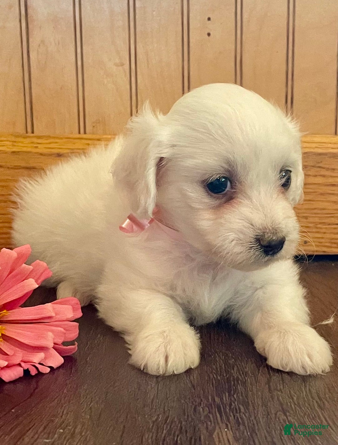 Bichon Frise dogs for sale: Bindi - Image 2