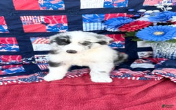 Australian Shepherd dogs for sale: Scout - Image 3