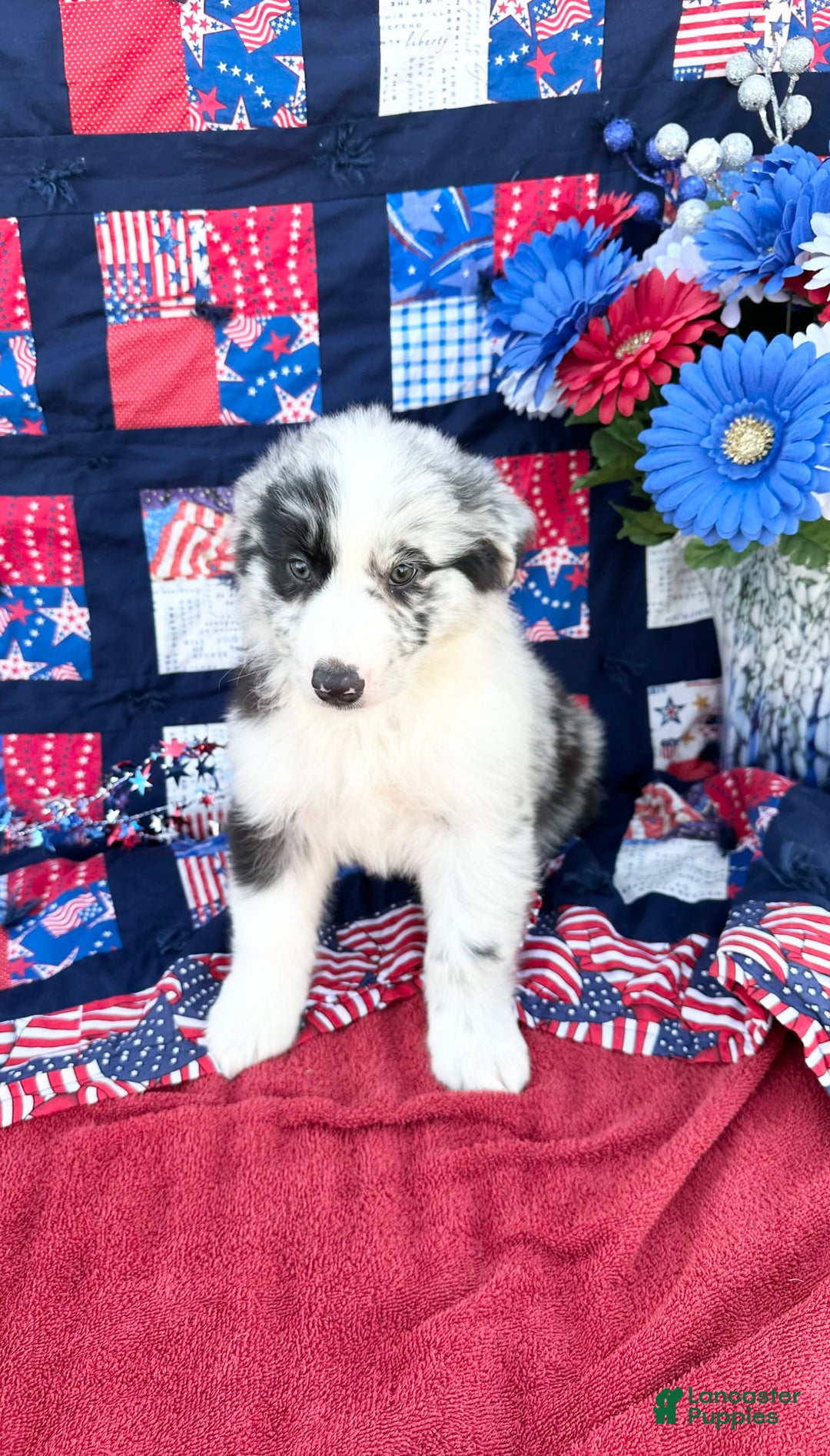 Australian Shepherd dogs for sale: Scout - Image 3