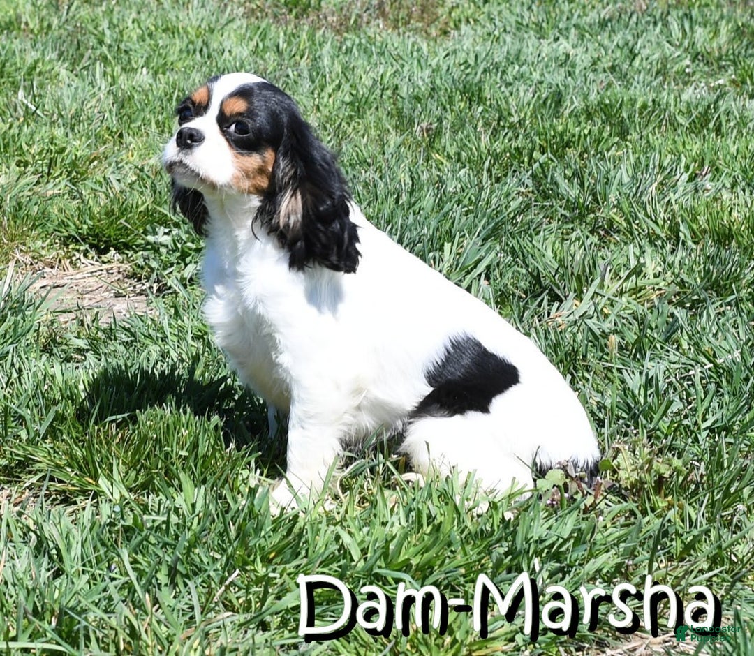 Cavapoo dogs for sale: Bailey - Image 10