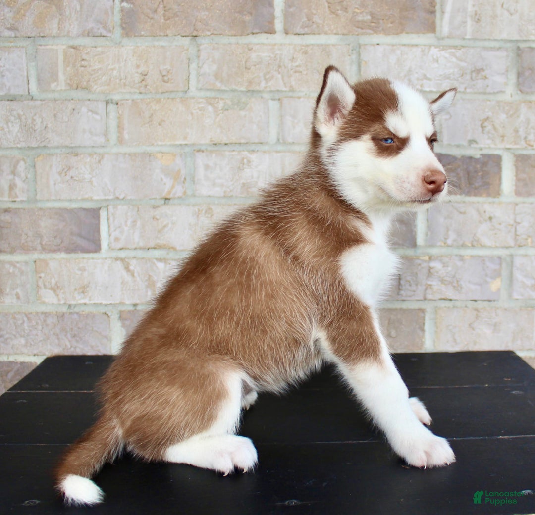 Siberian Husky dogs for sale: Addy - Image 2