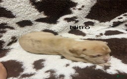 American Bully dogs for sale: Nitro - Image 3