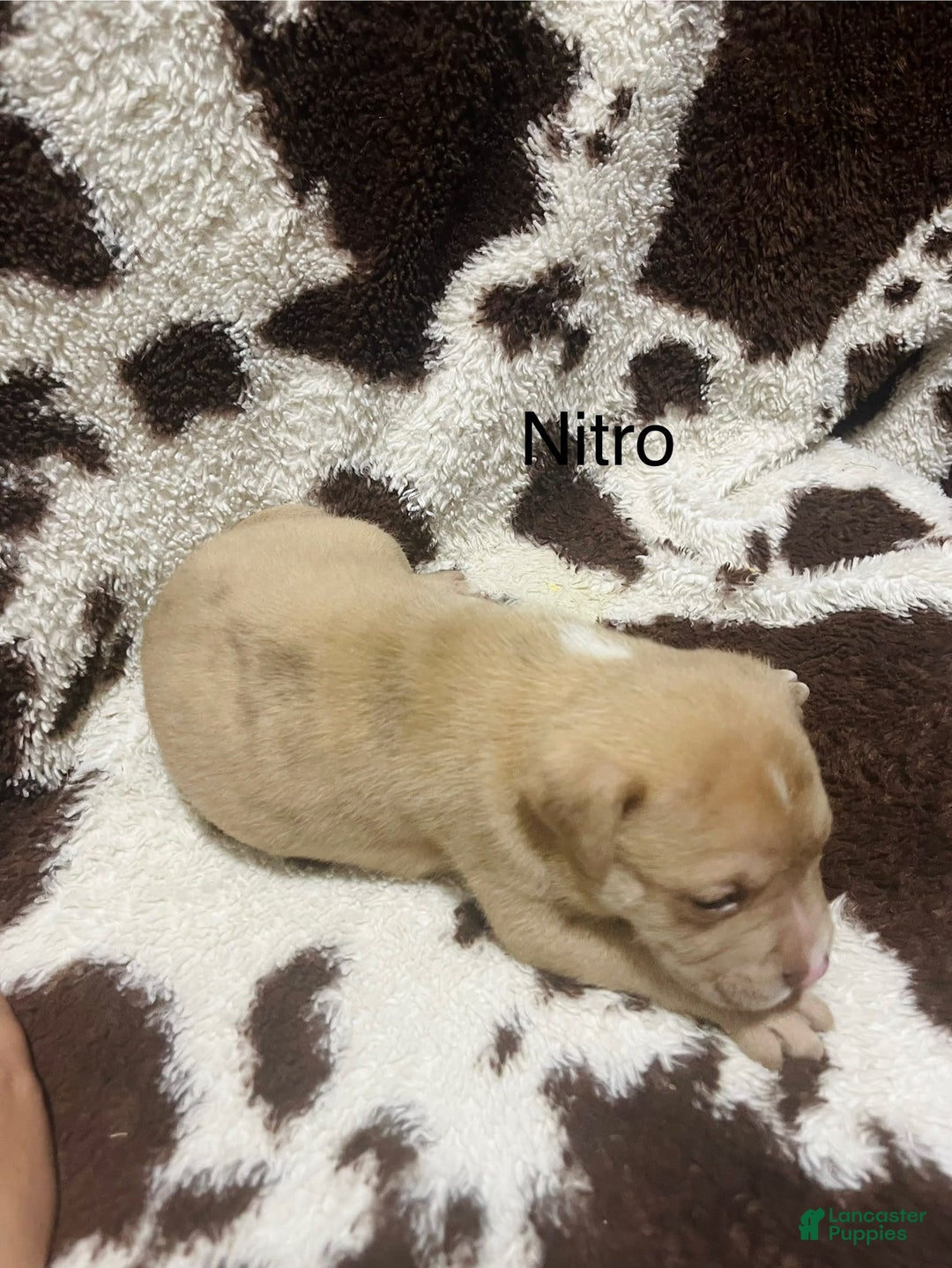 American Bully dogs for sale: Nitro - Image 3