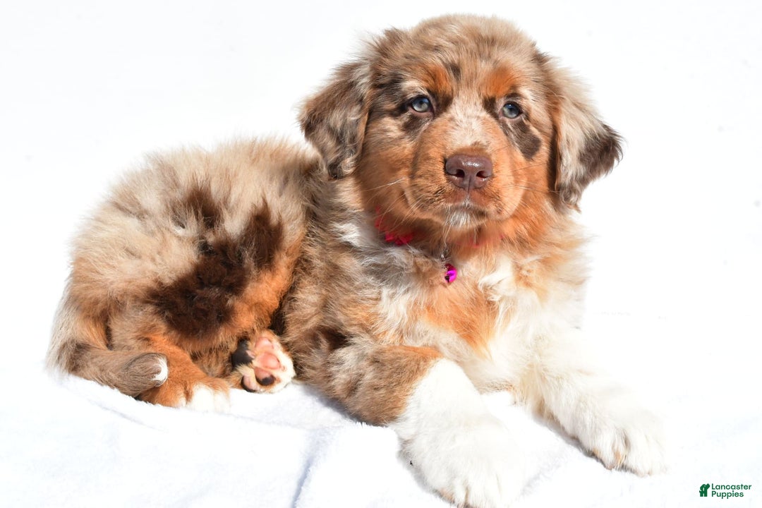 Miniature Australian Shepherd dogs for sale: Izzy - Image 1