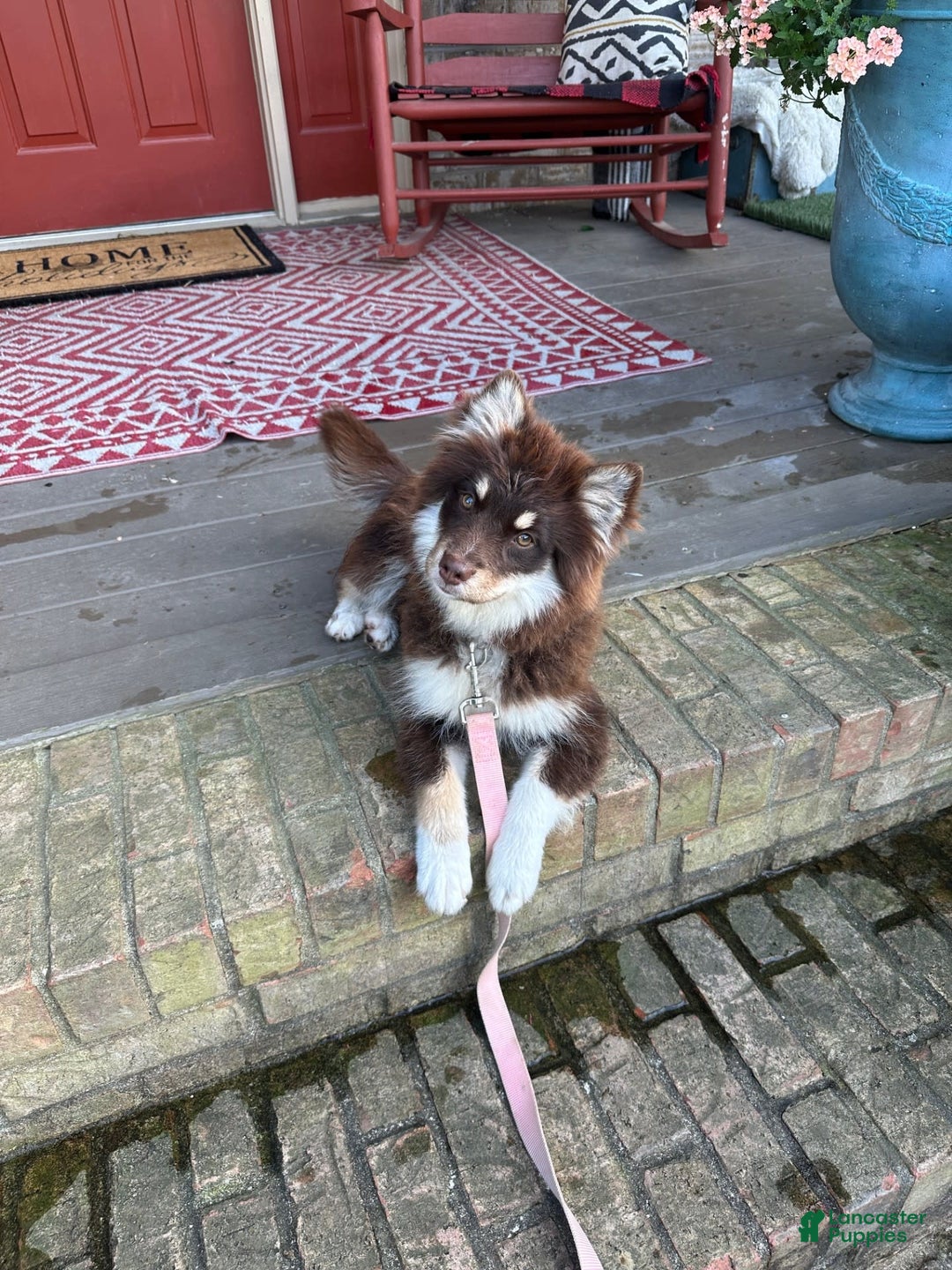 Pomsky dogs for sale: Molly - Image 5