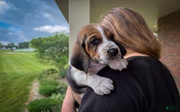 Basset Hound dogs for sale: Rocky - Image 1