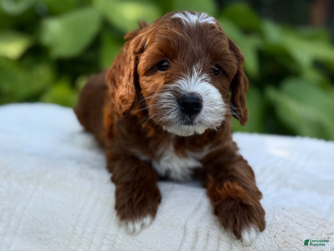 Cavapoo dogs for sale: Barbie - Image 12