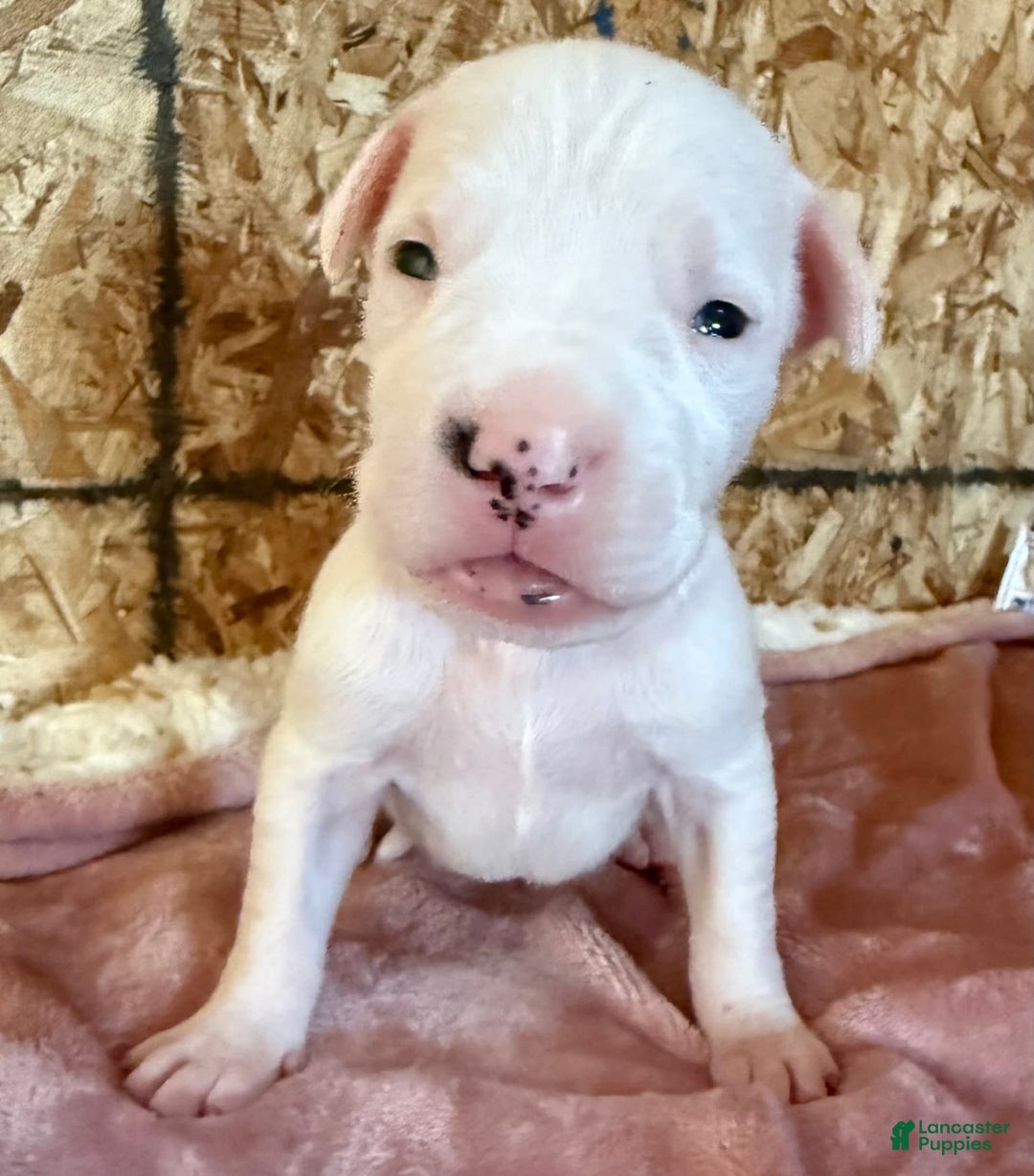 Dogo Argentino dogs for sale: M2 - Image 1